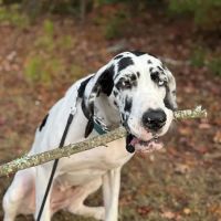 Foothills Veterinary Hospital ico
