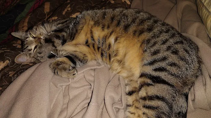 Foothills Veterinary Hospital Picture 9