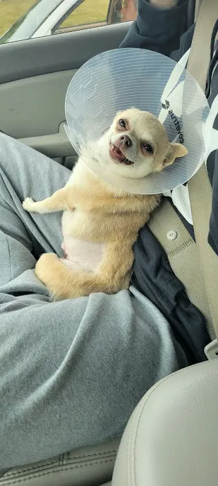 Foothills Veterinary Hospital Picture 8