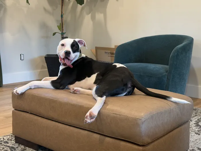 Feeling Pawsitive Veterinary Behavioral Solutions Picture 1