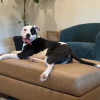 Feeling Pawsitive Veterinary Behavioral Solutions ico