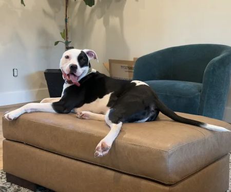 Feeling Pawsitive Veterinary Behavioral Solutions