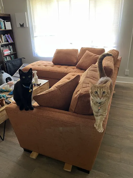 Feeling Pawsitive Veterinary Behavioral Solutions Picture 4