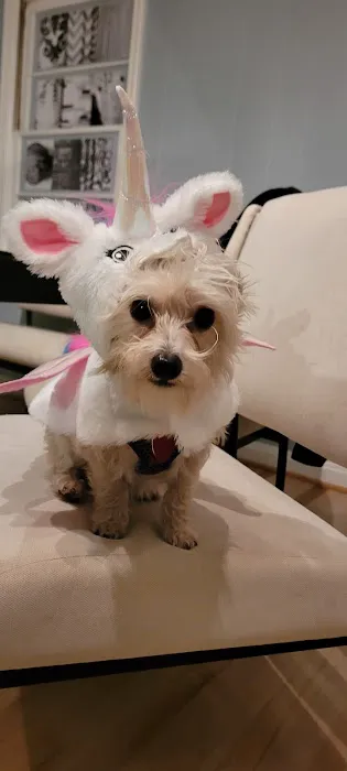 Feeling Pawsitive Veterinary Behavioral Solutions Picture 10