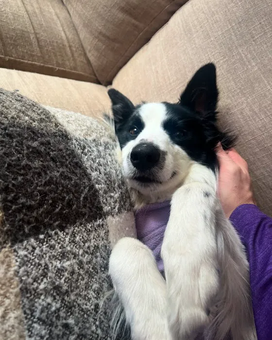 Feeling Pawsitive Veterinary Behavioral Solutions Picture 8
