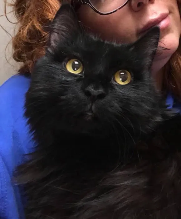 The Cat Clinic of Greenville Picture 3