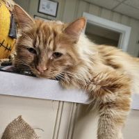 The Cat Clinic of Greenville ico