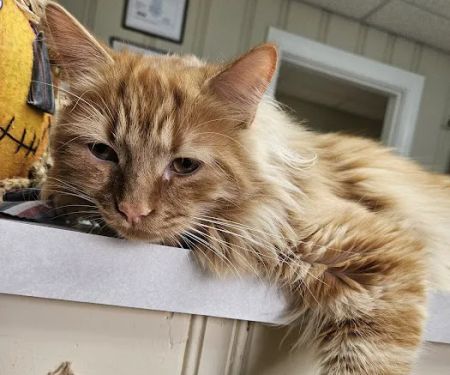 The Cat Clinic of Greenville