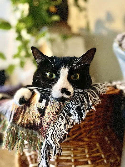 The Cat Clinic of Greenville Picture 5