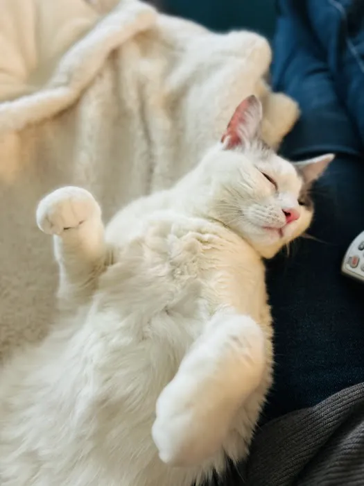 The Cat Clinic of Greenville Picture 8