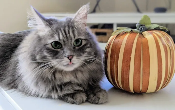 The Cat Clinic of Greenville Picture 6