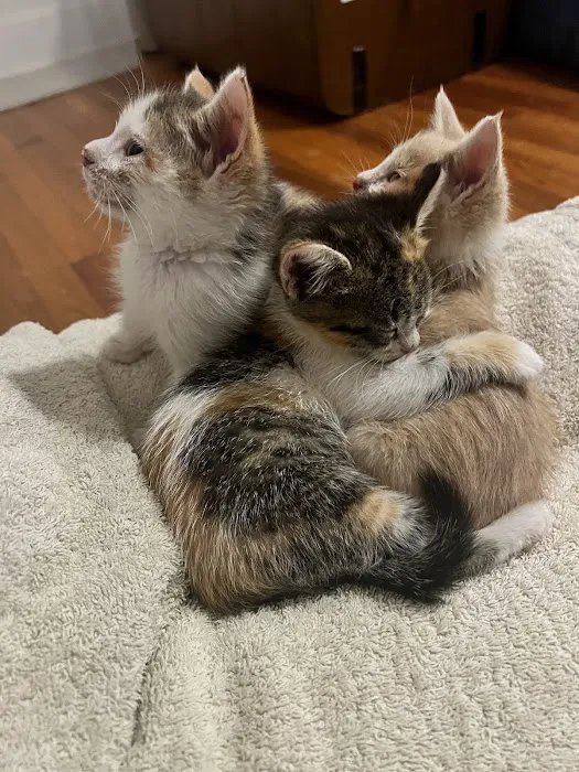 The Cat Clinic of Greenville Picture 10
