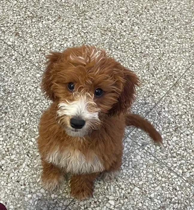Ambassador Animal Hospital Picture 6