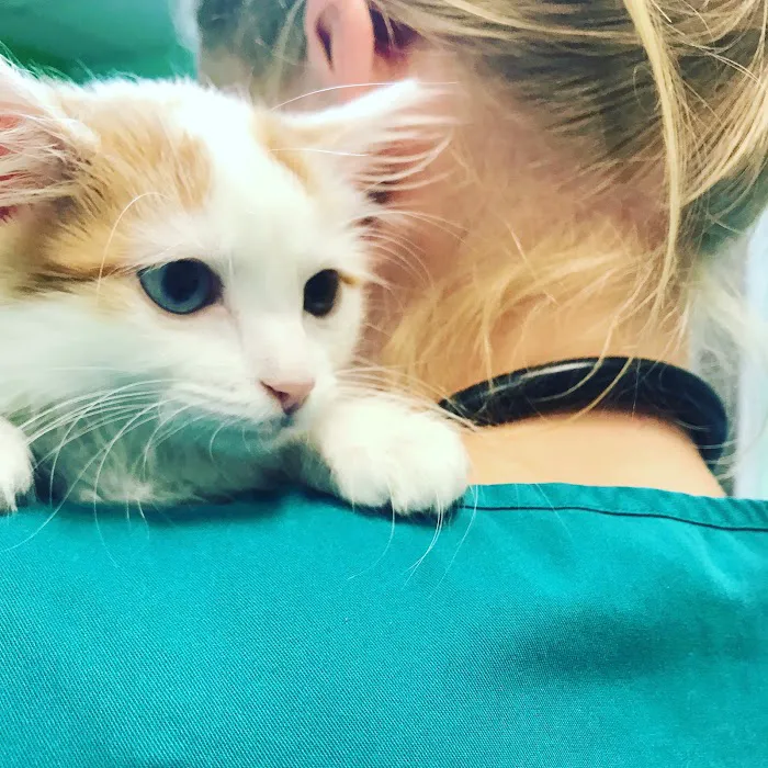 Ambassador Animal Hospital Picture 5