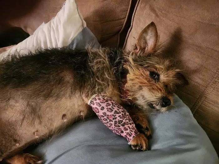 Ambassador Animal Hospital Picture 7