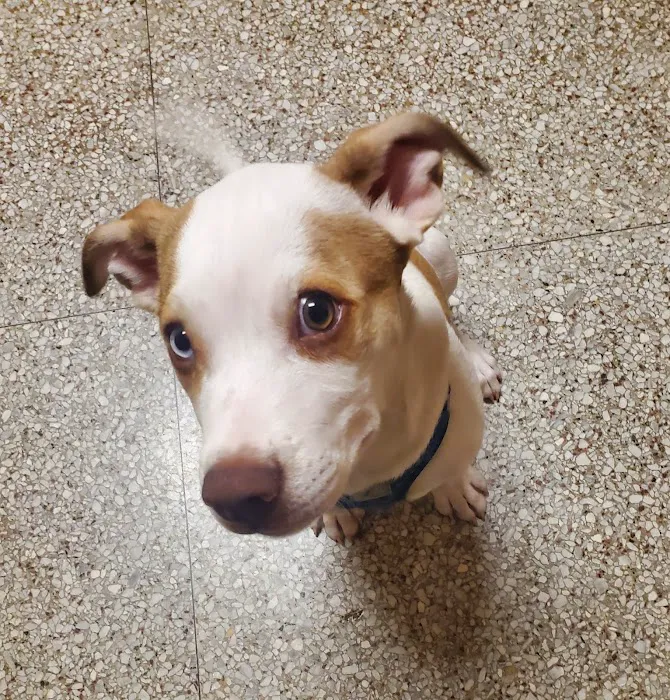 Ambassador Animal Hospital Picture 10