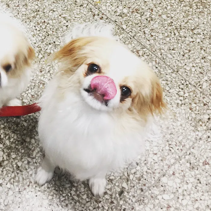 Ambassador Animal Hospital Picture 9