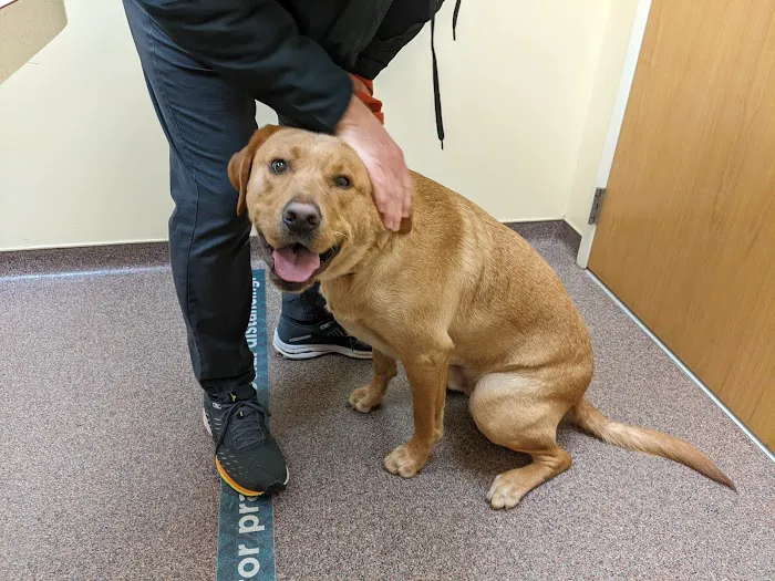 Animal Dermatology Clinic Picture 1