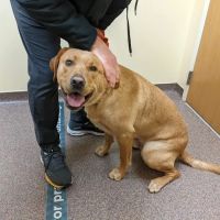 Animal Dermatology Clinic ico