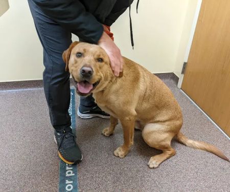 Animal Dermatology Clinic
