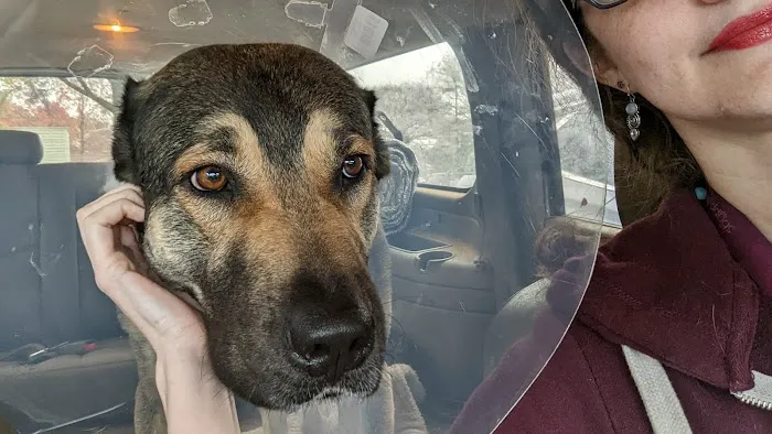 Upstate Vet Emergency & Specialty Care Picture 3
