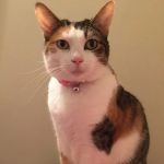 Upstate Vet Emergency & Specialty Care