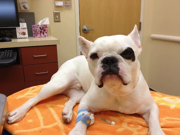 Upstate Vet Emergency & Specialty Care Picture 7