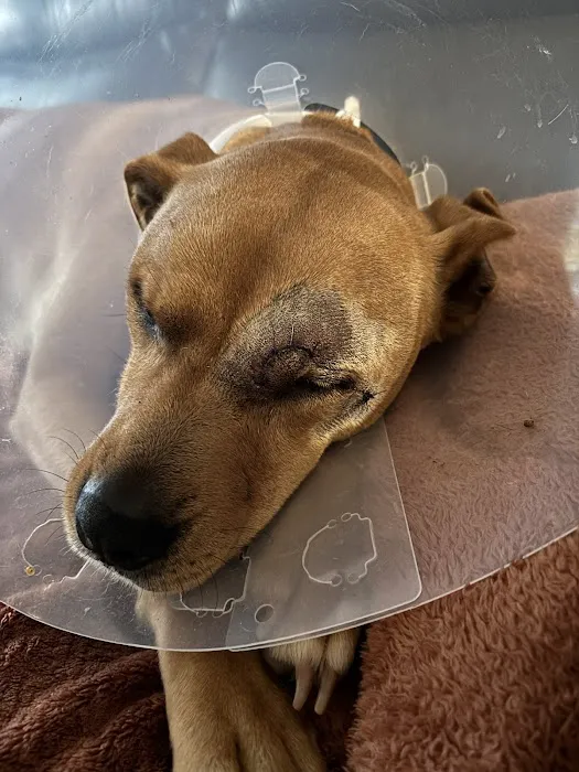 Upstate Vet Emergency & Specialty Care Picture 8