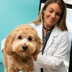 NewDay Veterinary Care