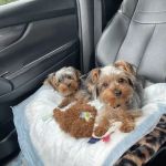 Haywood Road Animal Hospital