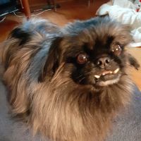 Taylor Animal Clinic ico