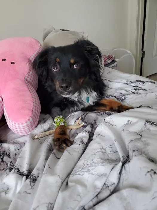 Welcome Waggin' Animal Hospital Picture 5