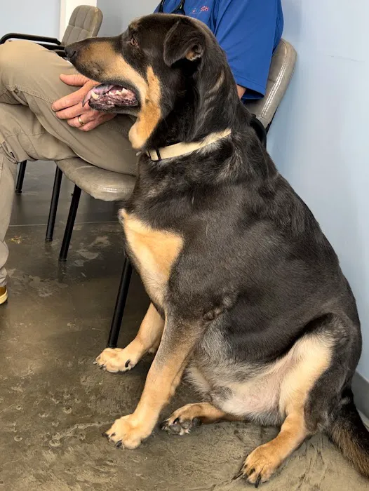 Welcome Waggin' Animal Hospital Picture 8