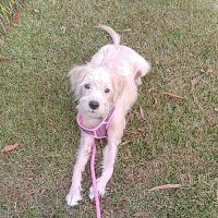 Northside Animal Hospital ico