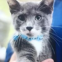 Faithful Friends Vet Hospital ico