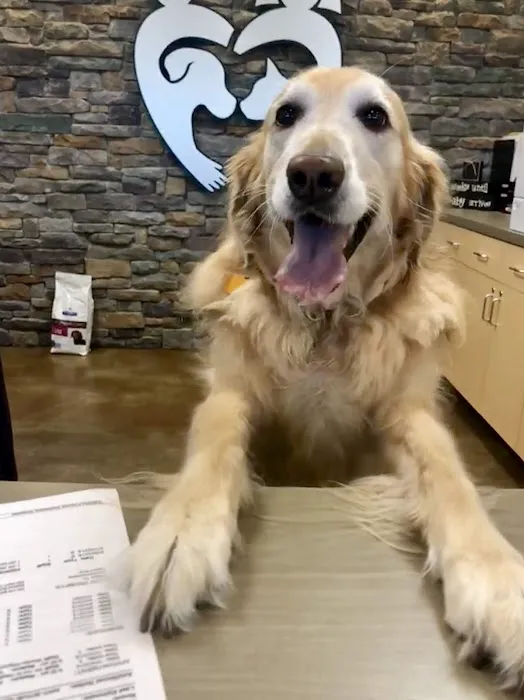 Faithful Friends Vet Hospital Picture 5