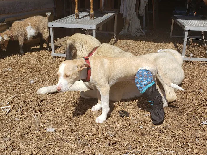 Faithful Friends Vet Hospital Picture 3