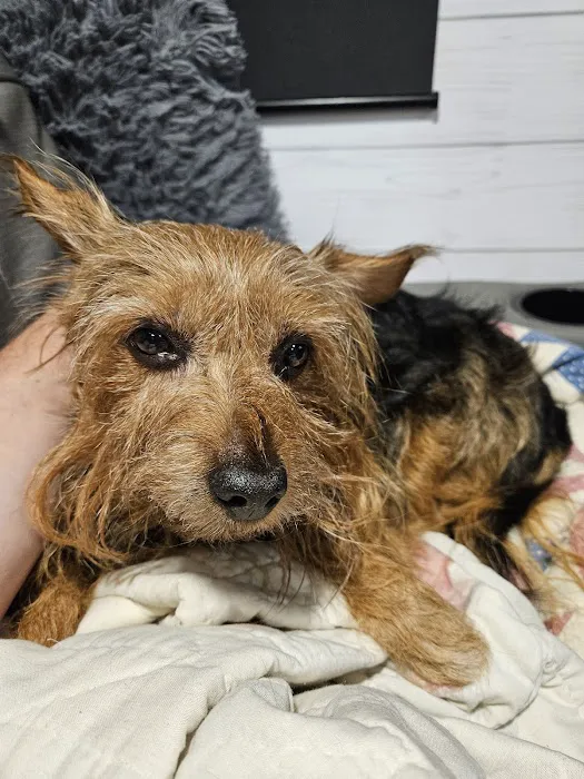 Faithful Friends Vet Hospital Picture 6