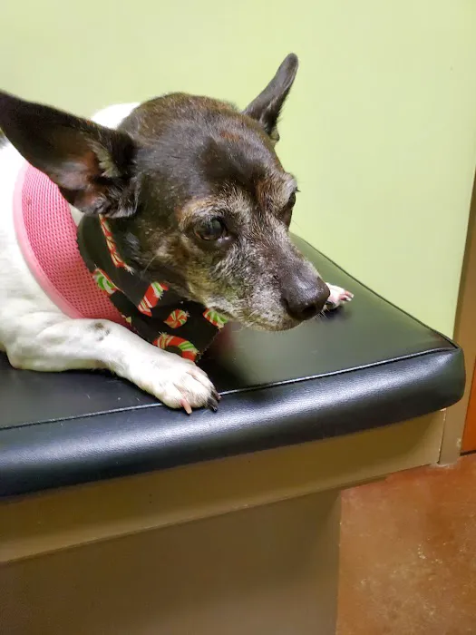 Faithful Friends Vet Hospital Picture 9