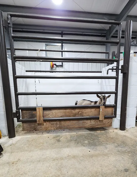 Livestock Veterinary Services Picture 5