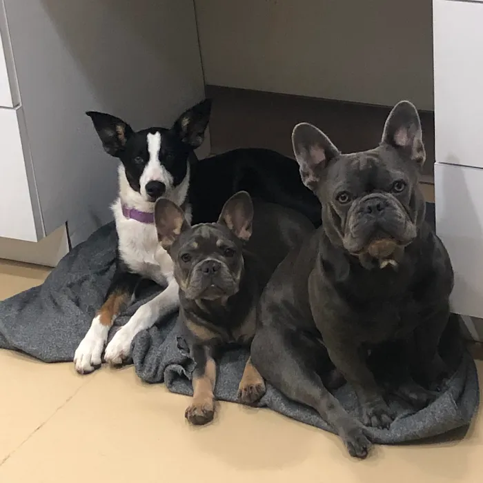 Riverbank Animal Hospital Picture 6
