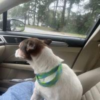 Animal Hospital of Pitt County ico