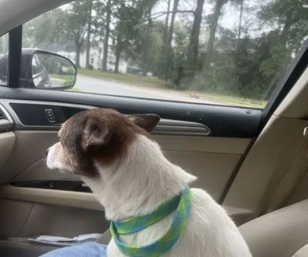 Animal Hospital of Pitt County