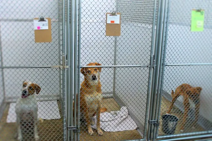 Animal Hospital of Pitt County Picture 8