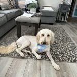 Trinity Veterinary Hospital