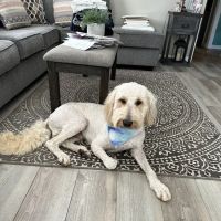 Trinity Veterinary Hospital ico