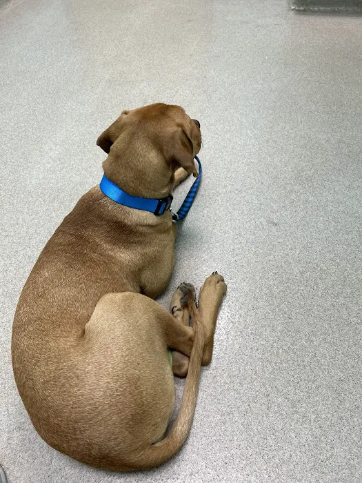 Points East Veterinary Emergency Hospital of Greenville Picture 7