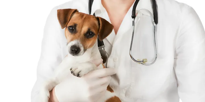 Points East Veterinary Emergency Hospital of Greenville Picture 8