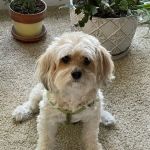 Winterville Animal Care