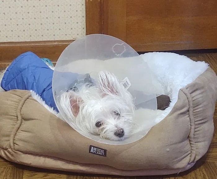 Banfield Pet Hospital Picture 5